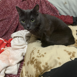 Cleopatra